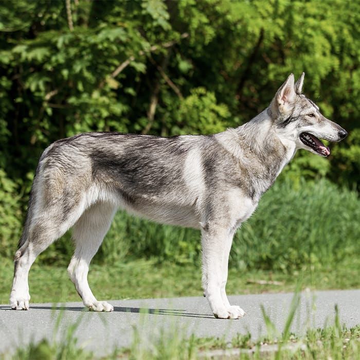 Northern Inuit Dog